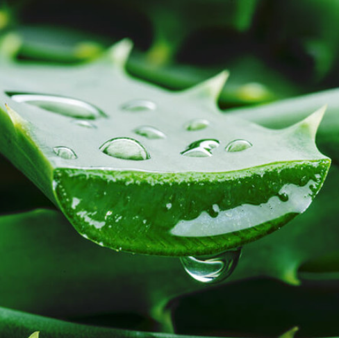 Aloe Vera Juice (fractionally distilled)