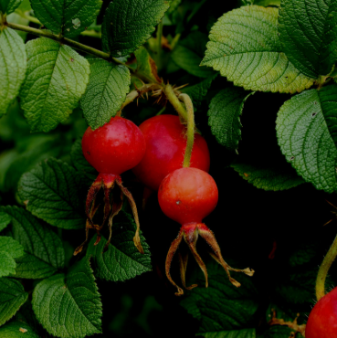 Rosehip CO₂