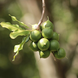 Macadamia Oil
