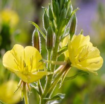Evening Primrose Oil