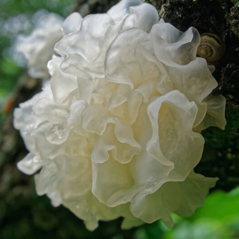 Tremella Mushroom Extract