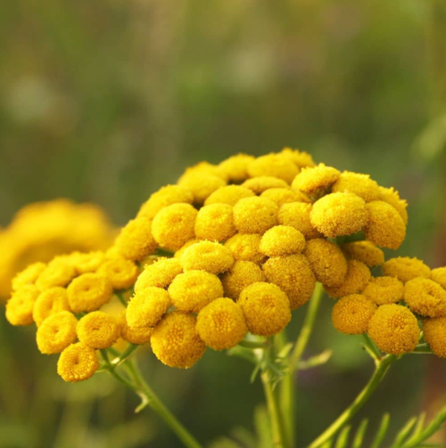Blue Tansy Essential Oil