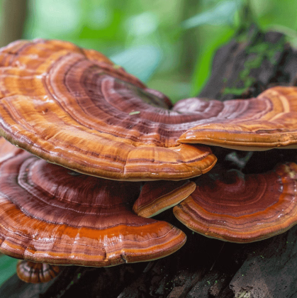 Reishi Mushroom