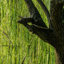 Willow Bark Extract