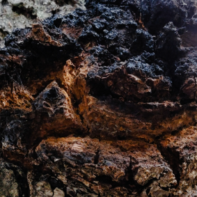 Chaga Mushroom