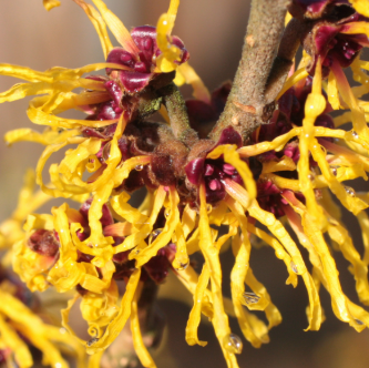 Witch Hazel Distillate