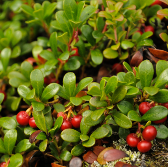 Bearberry Extract
