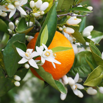 Neroli Essential Oil