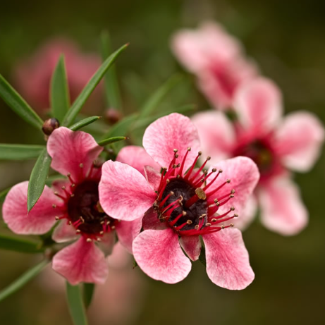 Manuka Essential Oil