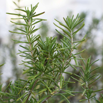 Rosemary CO₂ Extract