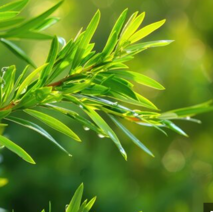 Tea Tree Essential Oil